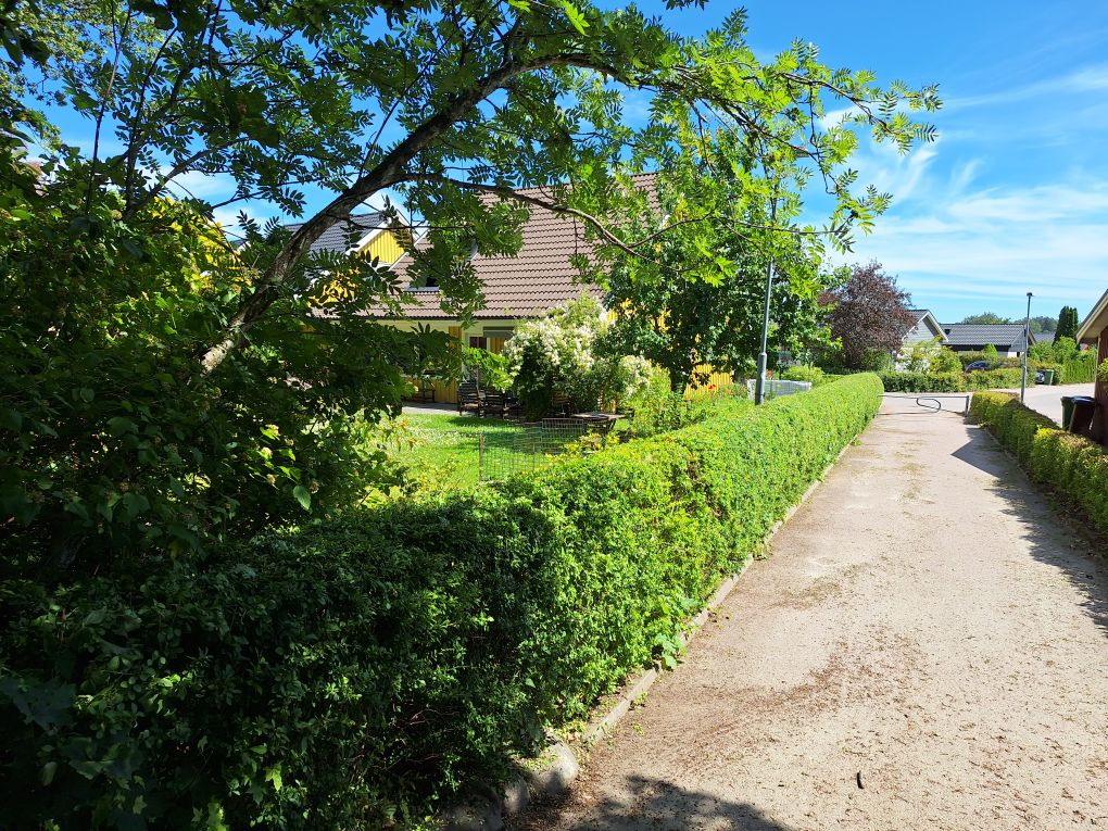 Egen bild hagtornshäck